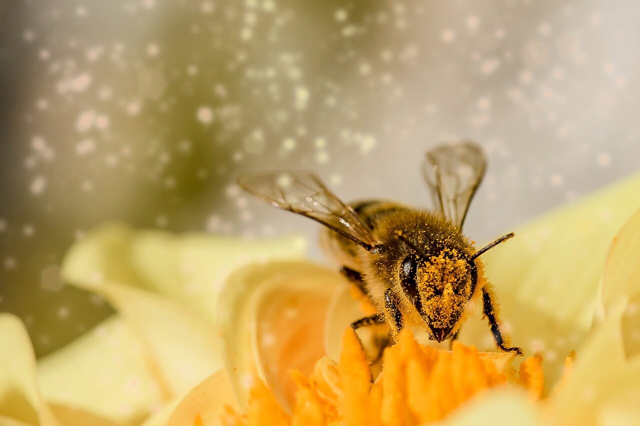 Drei Tipps an fleißige Bienen, endlich mal weniger zu tun